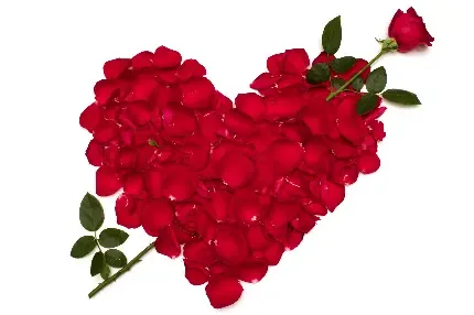  عکس دسته گل رز قرمز برای کادو ولنتاین