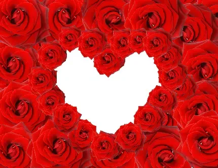  عکس دسته گل رز قرمز برای کادو ولنتاین