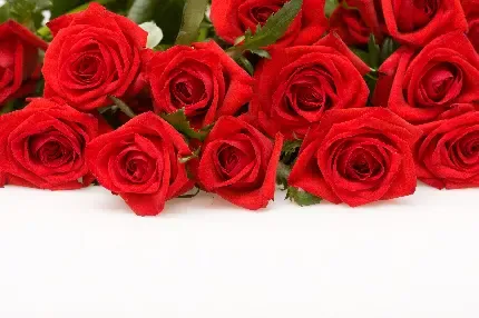  عکس دسته گل رز قرمز برای کادو ولنتاین