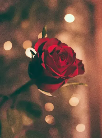  عکس دسته گل رز قرمز برای کادو ولنتاین