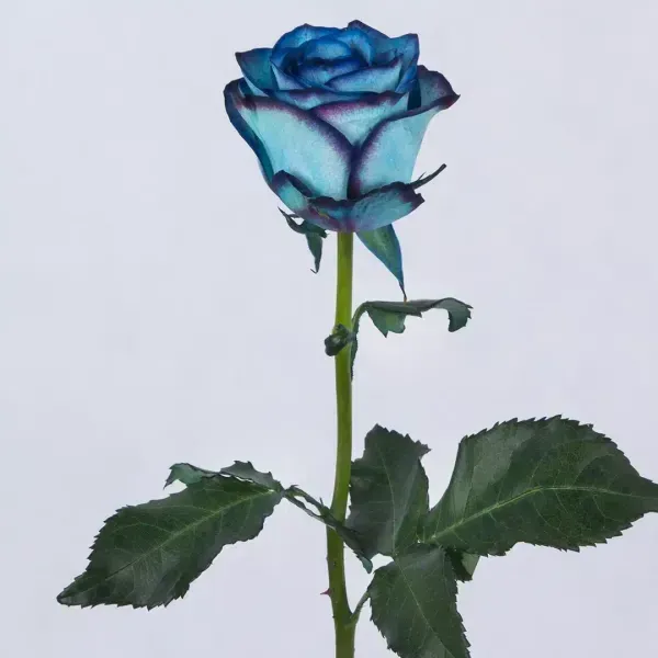  عکس دسته گل رز قرمز عاشقانه