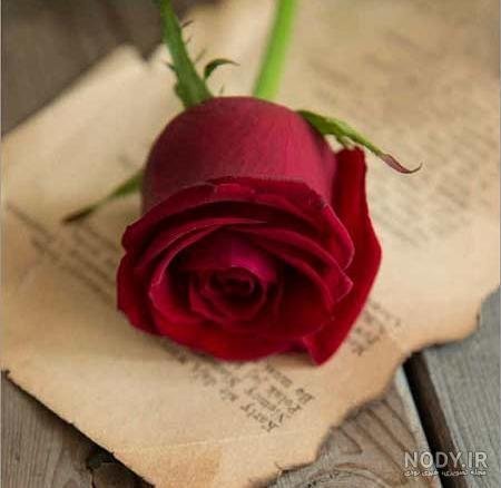  عکس دسته گل رز قرمز عاشقانه