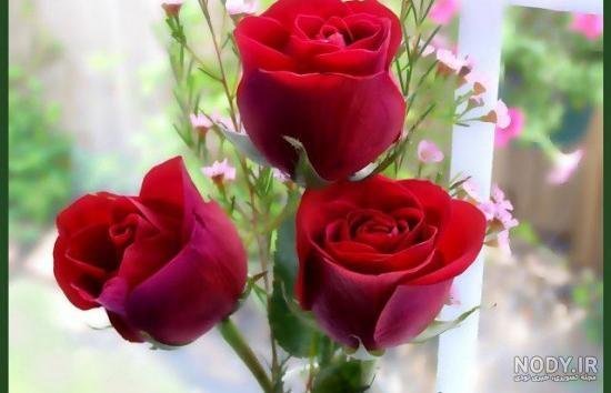  عکس دسته گل رز قرمز عاشقانه