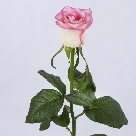 عکس گل برای سالگرد ازدواج
