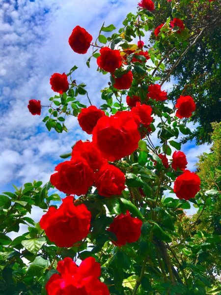  عکس گل رز برای پروفایل