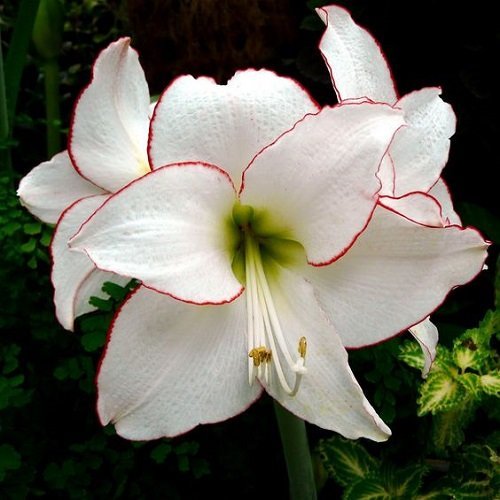  عکس گل سوسن برای والپیپر گوشی
