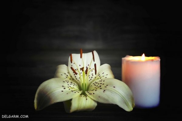  عکس گل لیلیوم برای استوری