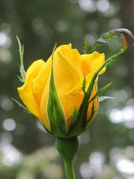  عکس دسته گل های زیبا زرد رنگ برای پروفایل