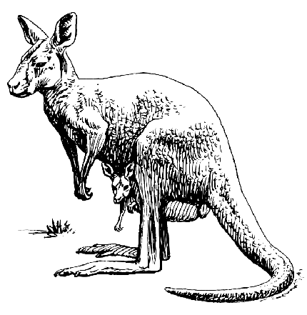  عکس کانگورو کارتونی