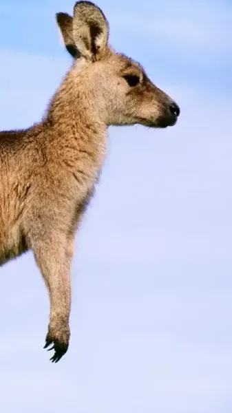  عکس کانگورو کیوت