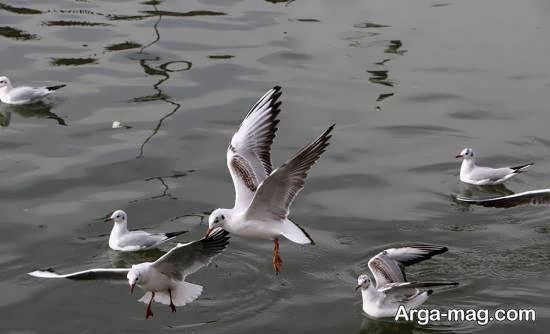 عکس از پرندگان مهاجر زیبا