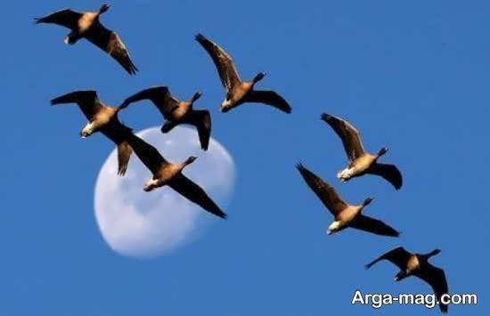 عکس از پرندگان مهاجر زیبا