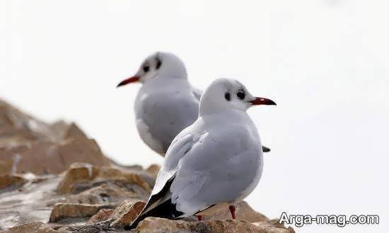 عکس از پرندگان مهاجر زیبا