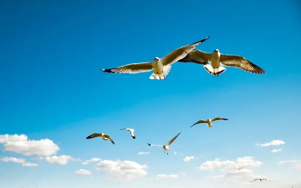 عکس پرنده زیبا در حال پرواز