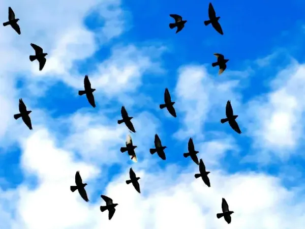 عکس پرنده زیبا در حال پرواز