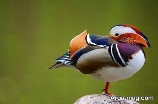 عکس مرغابی زیبا