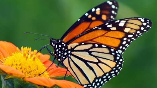 عکس پروانه های زیبا برای پروفایل