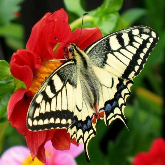  عکس پروانه های زیبا برای پروفایل