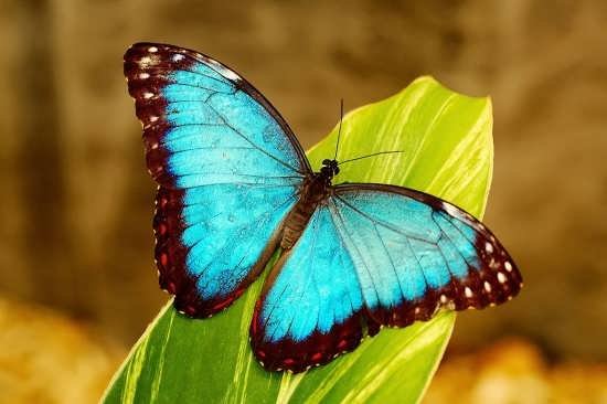  عکس پروانه های زیبا برای پروفایل