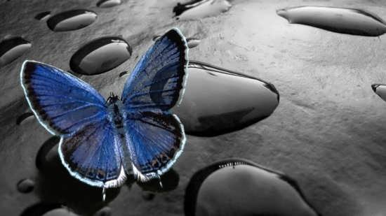  عکس پروانه های زیبا برای پروفایل