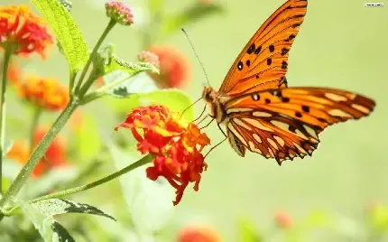  تصویر زیبای از پروانه ها