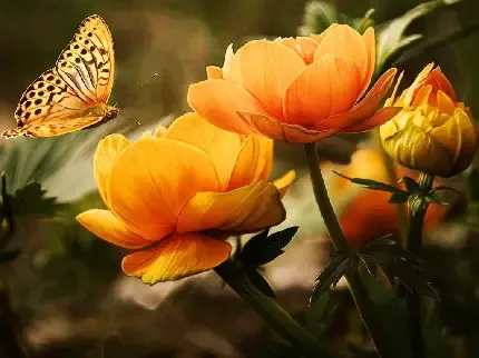  تصویر زیبای از پروانه ها