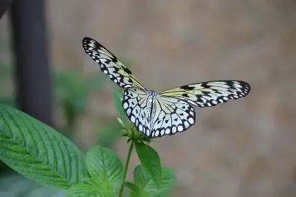  تصویر زیبای از پروانه ها