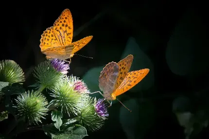  تصویر زیبای از پروانه ها