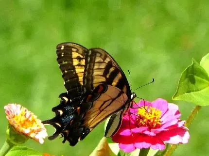  تصویر زیبای از پروانه ها
