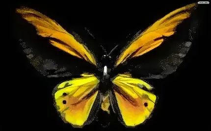  تصویر زیبای از پروانه ها