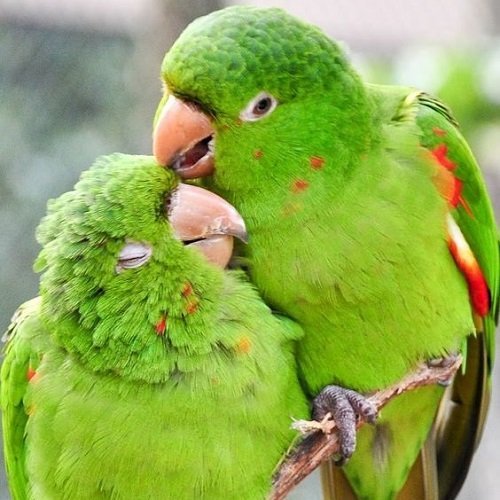  عکس طوطی کاسکو رنگی