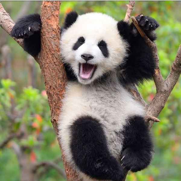  عکس خرس پاندا برای پروفایل