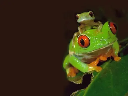  عکس قورباغه های جالب