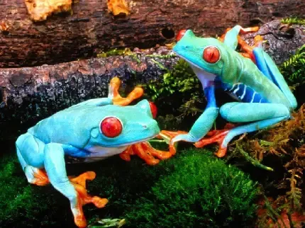 عکس قورباغه های جالب