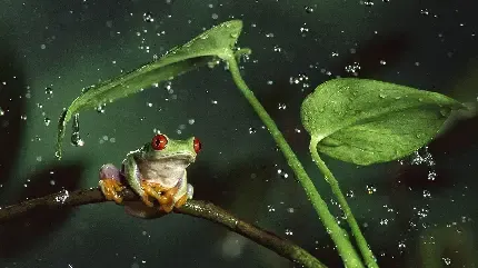  عکس قورباغه های جالب