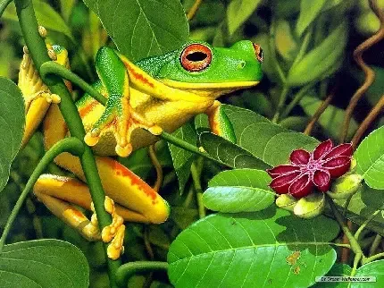  عکس قورباغه های جالب
