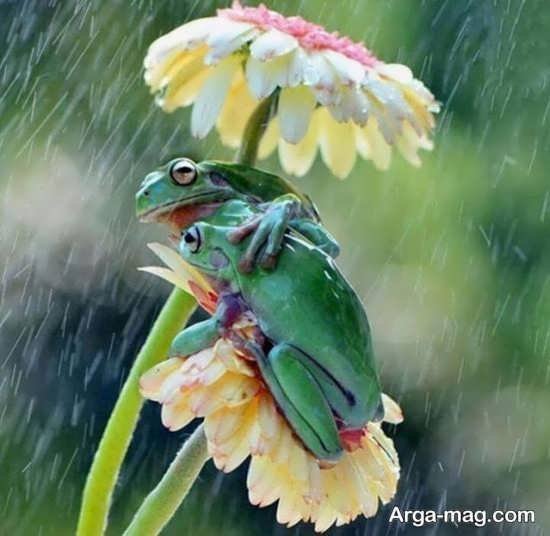  عکس قورباغه کیوت واقعی