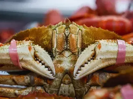  عکس خرچنگ بزرگ