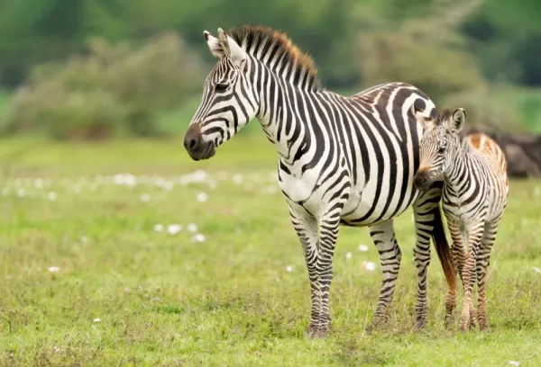  عکس گورخر واقعی