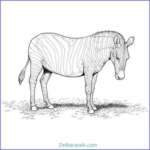  عکس گورخر نقاشی