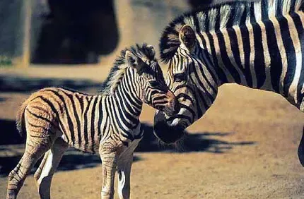  بک گراند گورخر برای گوشی موبایل