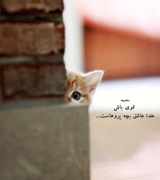  عکس انواع گربه های با مزه برای پروفایل