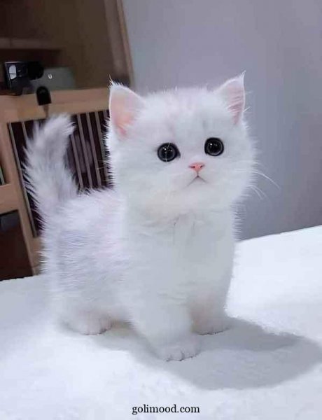  عکس گربه ملوس برای پروفایل