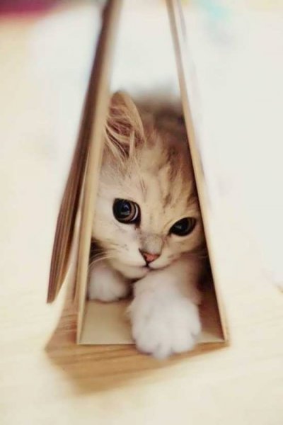 عکس گربه واقعی