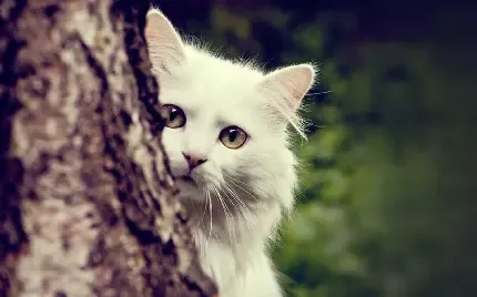  عکس بچه گربه ناز و گوگولی