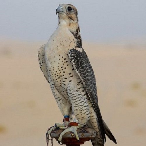 عکس پرنده شاهین