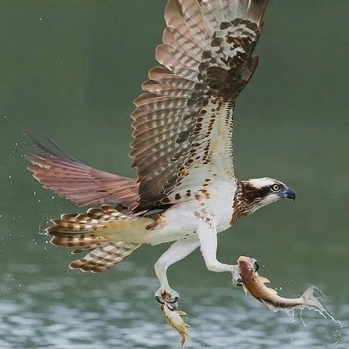  عکس پرنده شاهین