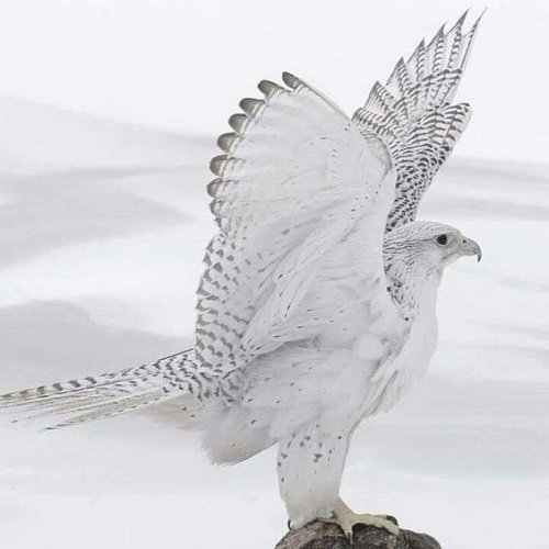  عکس پرنده شاهین