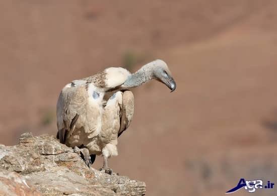  عکس پرنده شاهین ترسناک