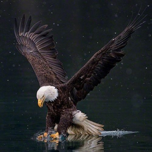  عکس پرنده شکاری عقاب